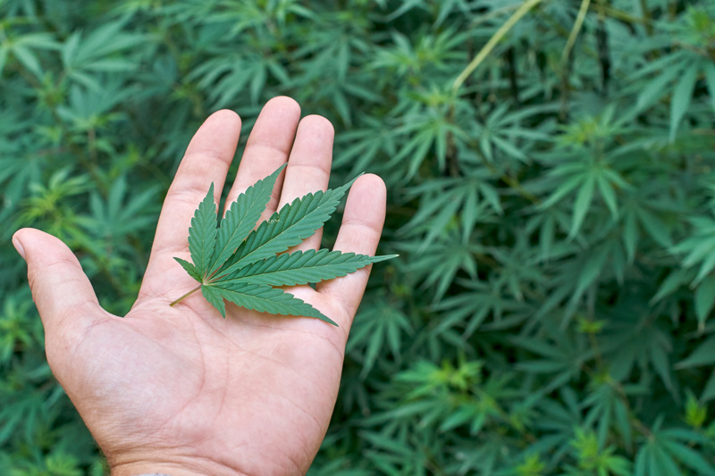 Hand holding a marijuana leaf in front of marijuana plants